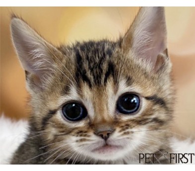뱅갈 (분양완료)