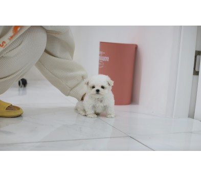 말티푸 분양합니다