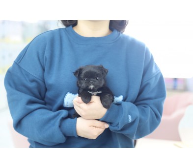 말티푸 분양합니다