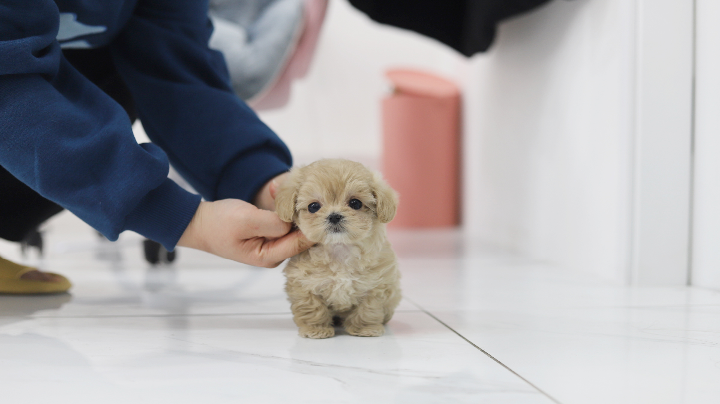 말티푸 분양합니다