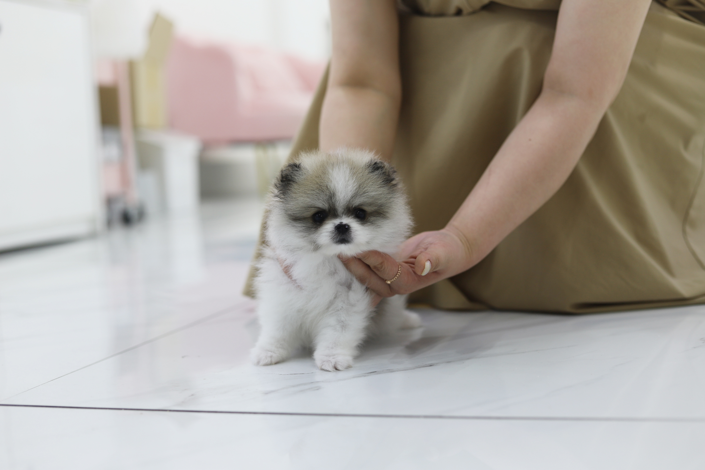 포메라니안 분양합니다