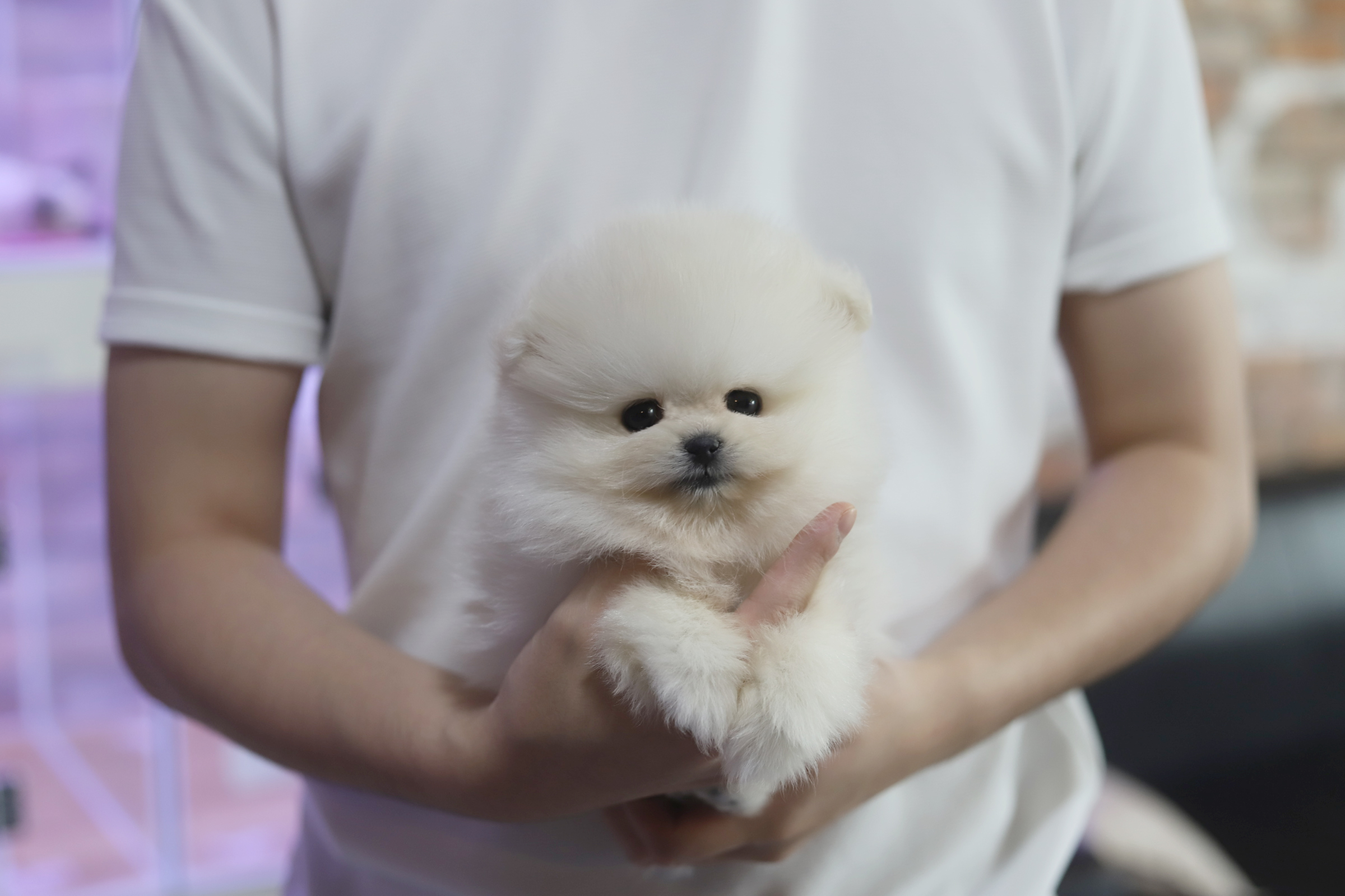 포메라니안 분양합니다