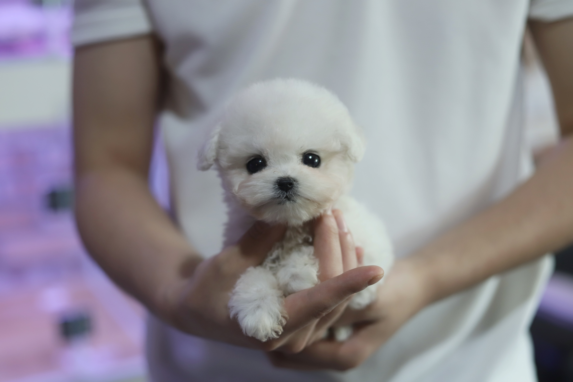 미니비숑 분양합니다
